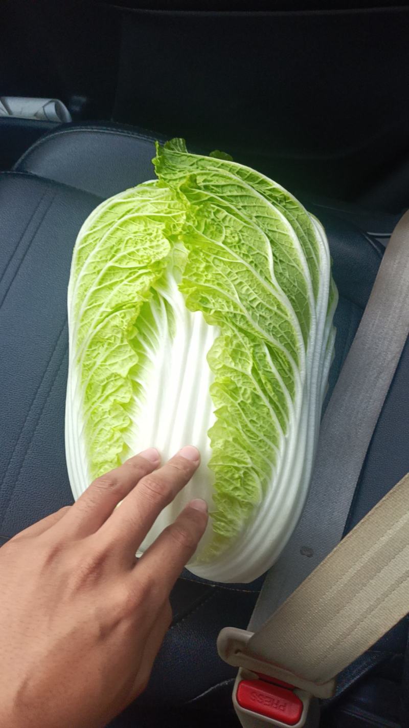 山东黄心白菜产地直发实力代办，保质保量，欢迎采购