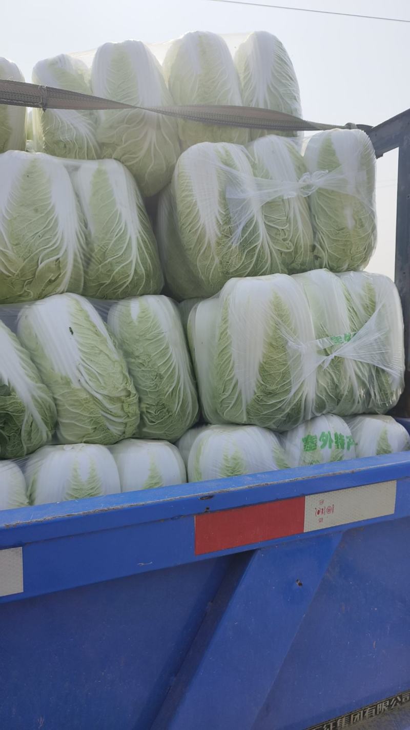 山东黄心白菜产地直发实力代办，保质保量，欢迎采购