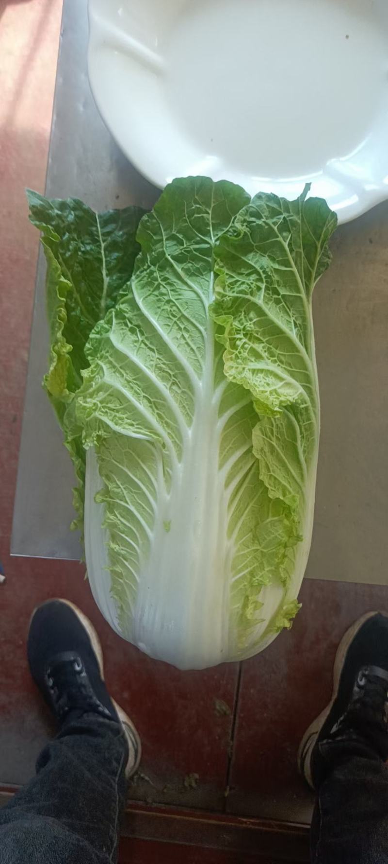 山东黄心白菜产地直发实力代办，保质保量，欢迎采购