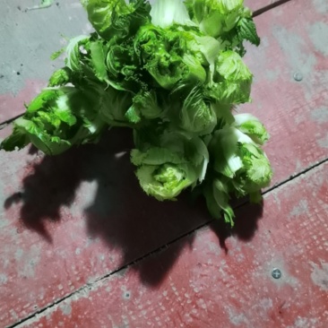 儿菜