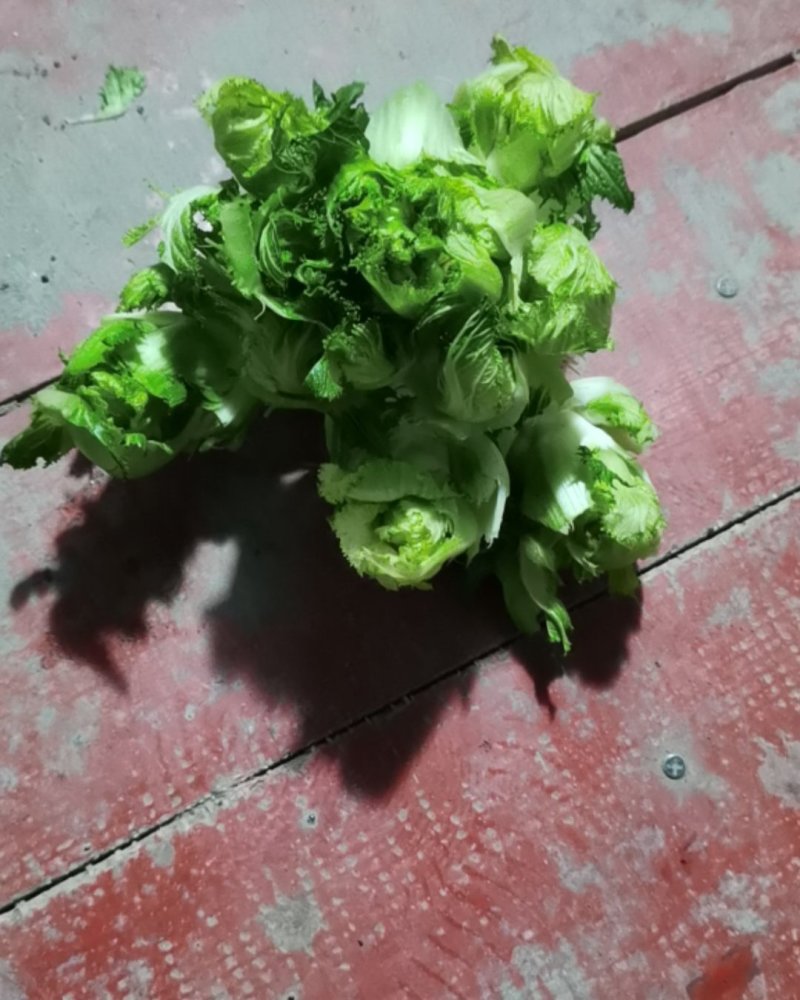 儿菜