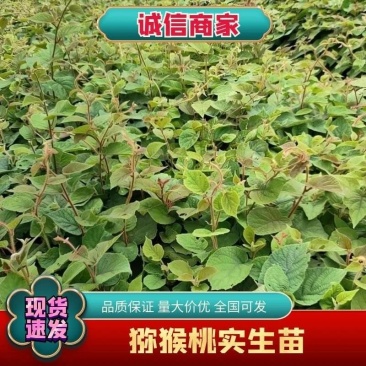 秦巴山区一至二年实生猕猴桃苗，根系发达，无病虫害开始供应