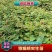 秦巴山区一至二年实生猕猴桃苗，根系发达，无病虫害开始供应