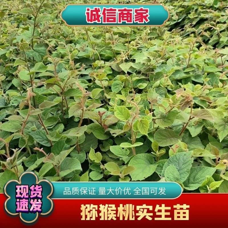秦巴山区一至二年实生猕猴桃苗，根系发达，无病虫害开始供应