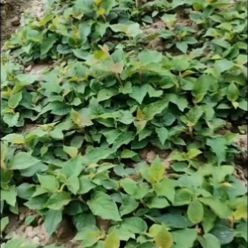 秦巴山区一至二年实生猕猴桃苗，根系发达，无病虫害开始供应