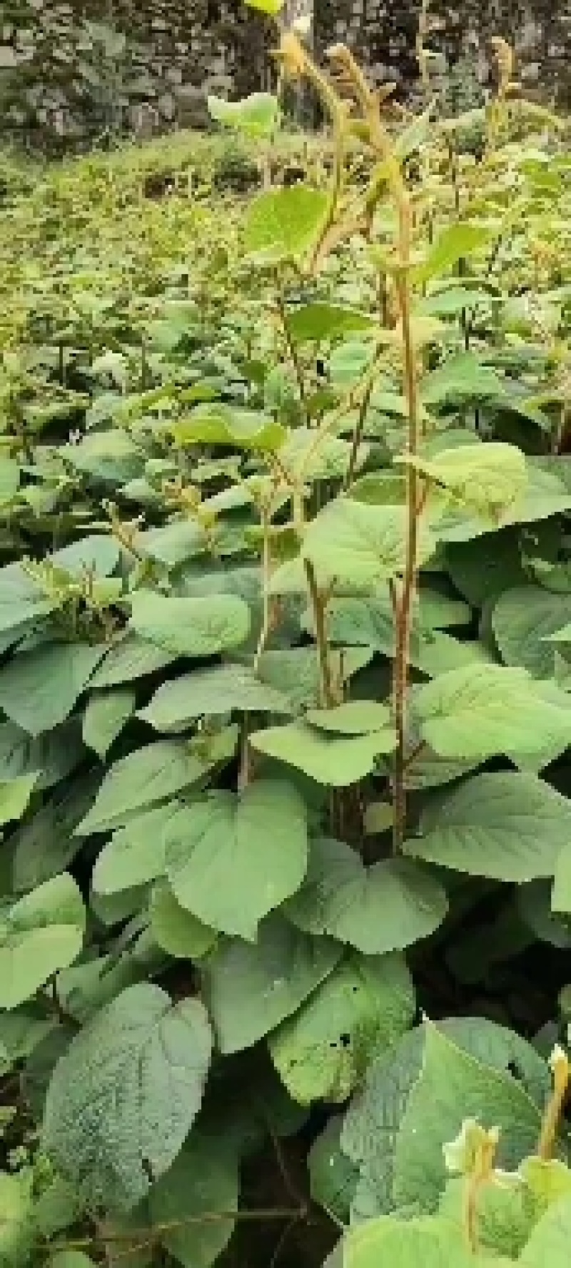 秦巴山区一至二年实生猕猴桃苗，根系发达，无病虫害开始供应