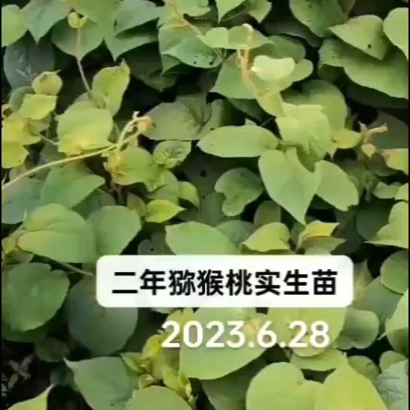 秦巴山区一至二年实生猕猴桃苗，根系发达，无病虫害开始供应
