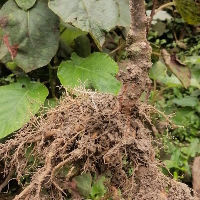 秦巴山区一至二年实生猕猴桃苗，根系发达，无病虫害开始供应