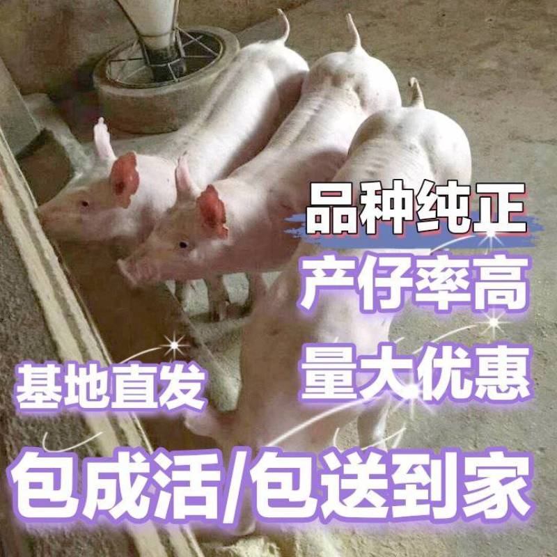 英系大白母猪/大约克母猪