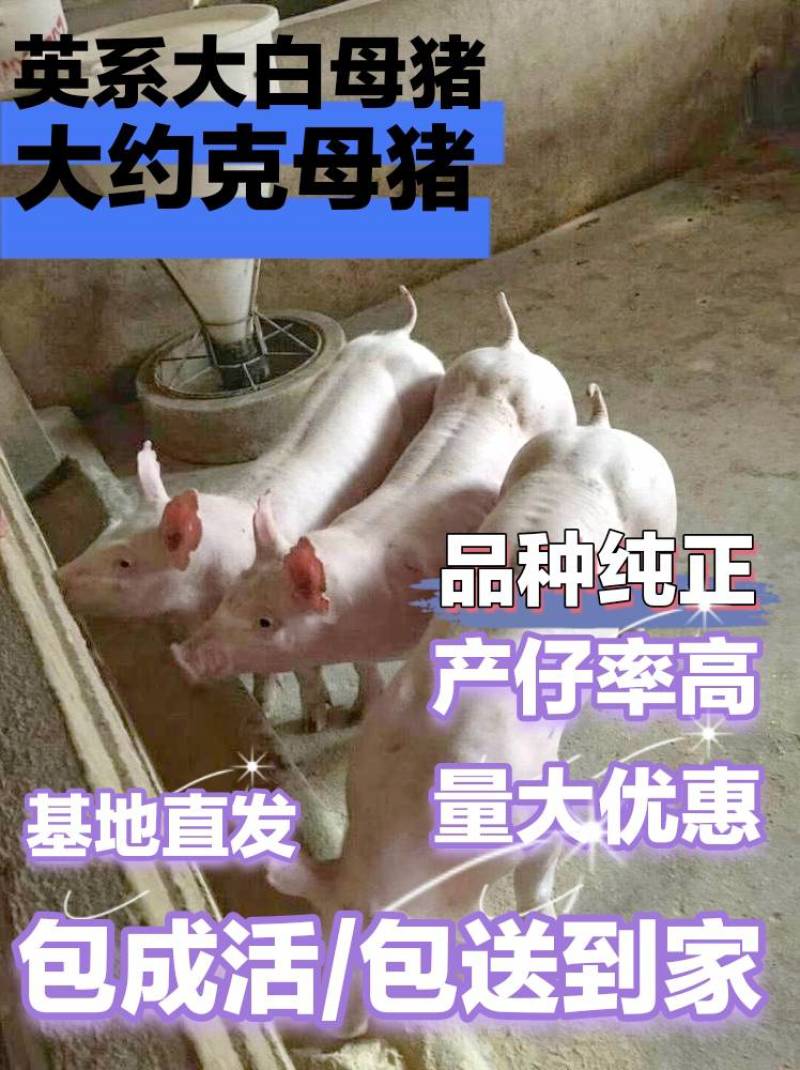 英系大白母猪/大约克母猪