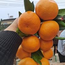 特早蜜橘蜜橘大量上市薄皮多汁无核无渣产地专业代收代