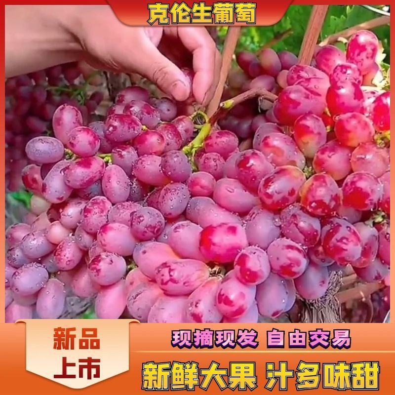 万荣克伦生葡萄需要联系，，。量大从优，需要联系，价格合理