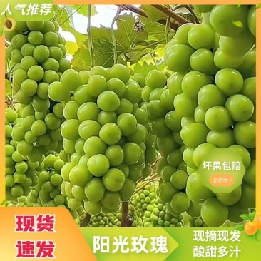 万荣阳光玫瑰葡萄，需要联系，价格合理，可供超市，市场，电