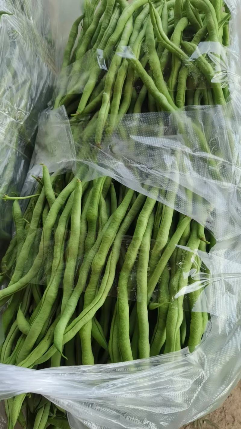 小金豆，无筋豆大量有货