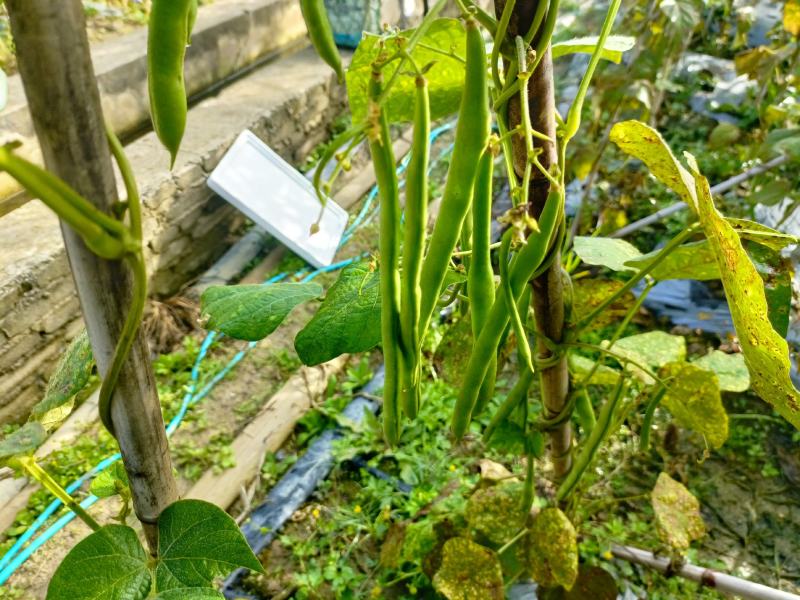 小金豆，无筋豆大量有货