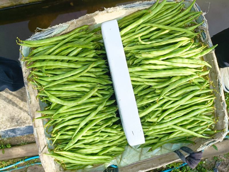 小金豆，无筋豆大量有货