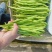 小金豆，无筋豆大量有货