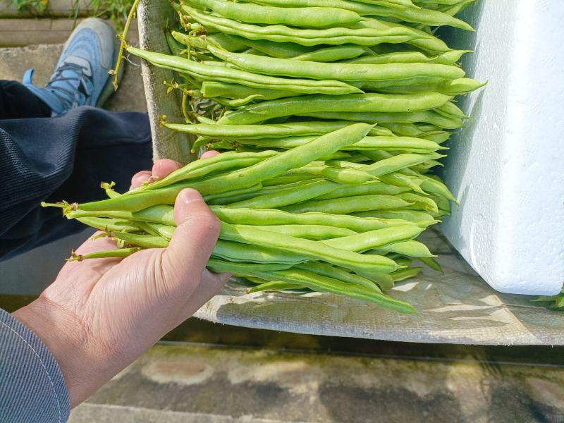小金豆，无筋豆大量有货