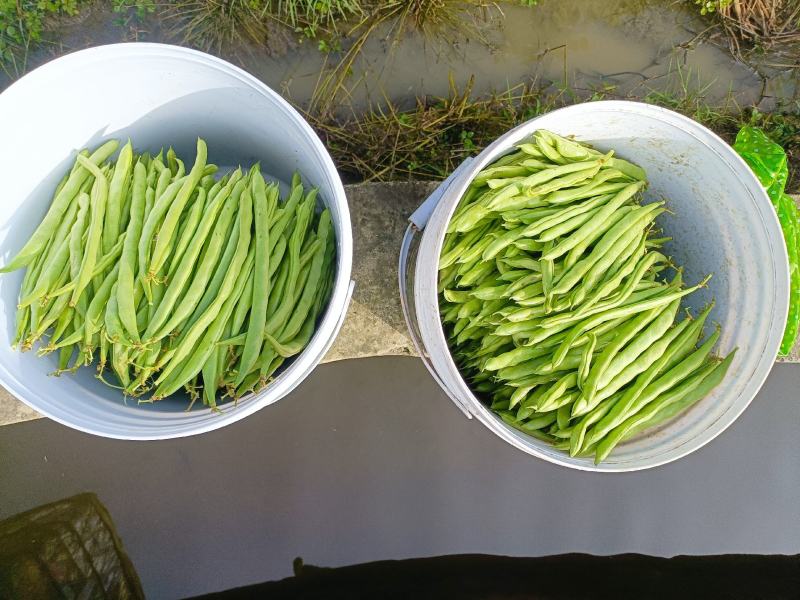 小金豆，无筋豆大量有货