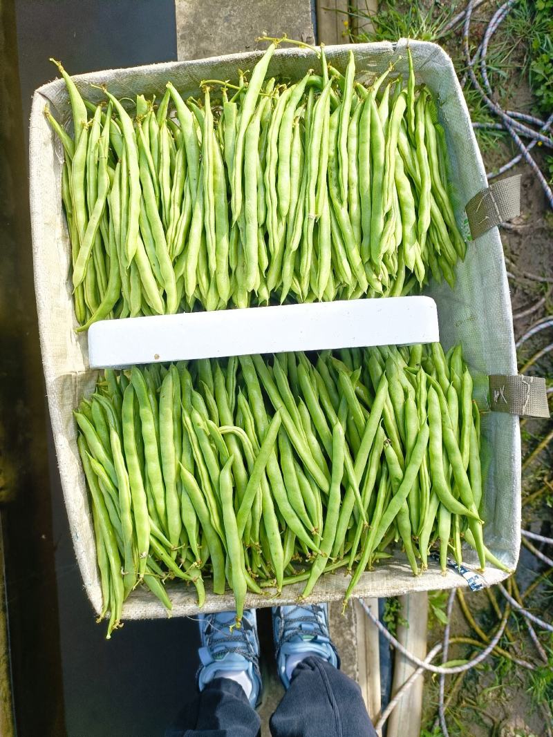 小金豆，无筋豆大量有货