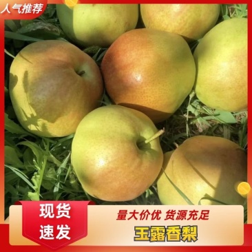 万荣玉露香梨。，量大从优，可供超市。价格合理，需要联系