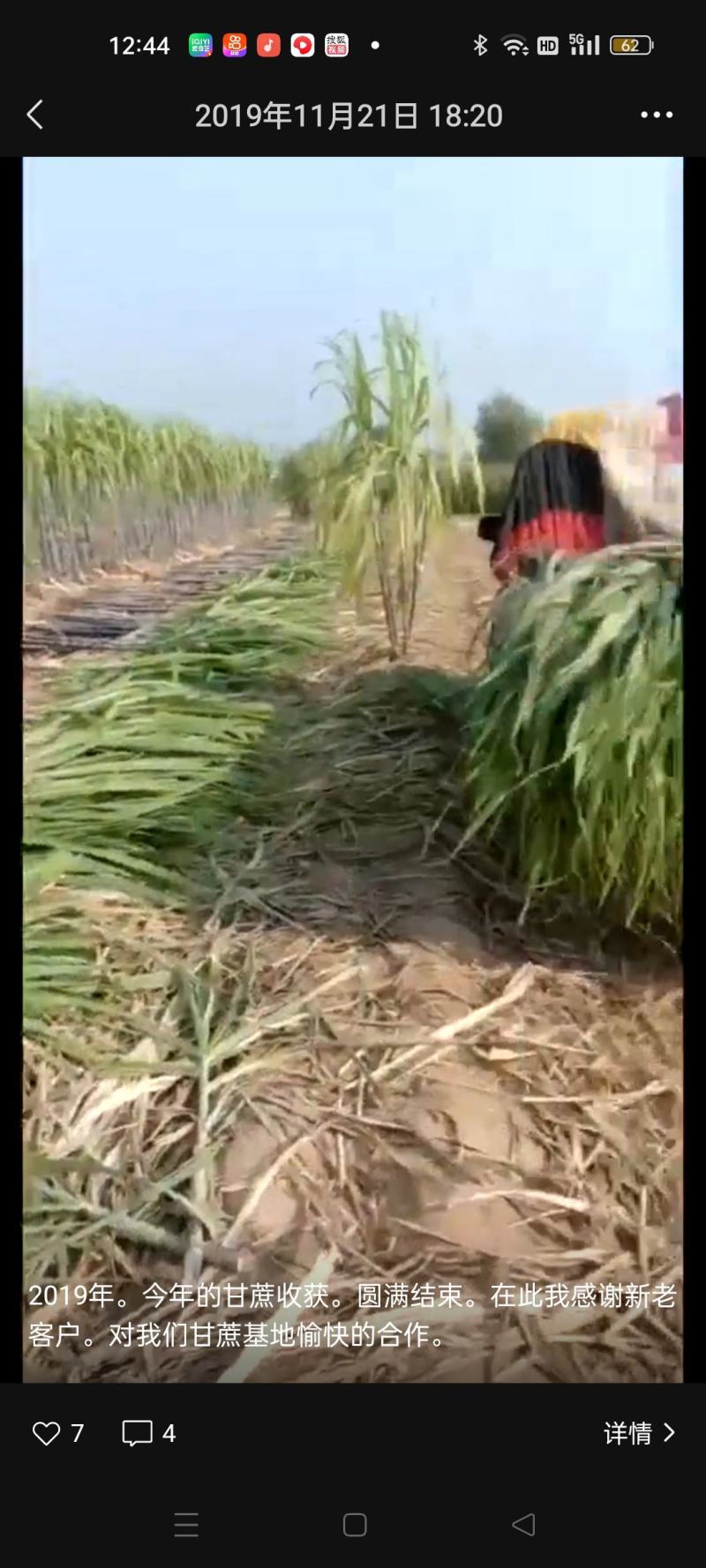 多品种水果甘蔗
