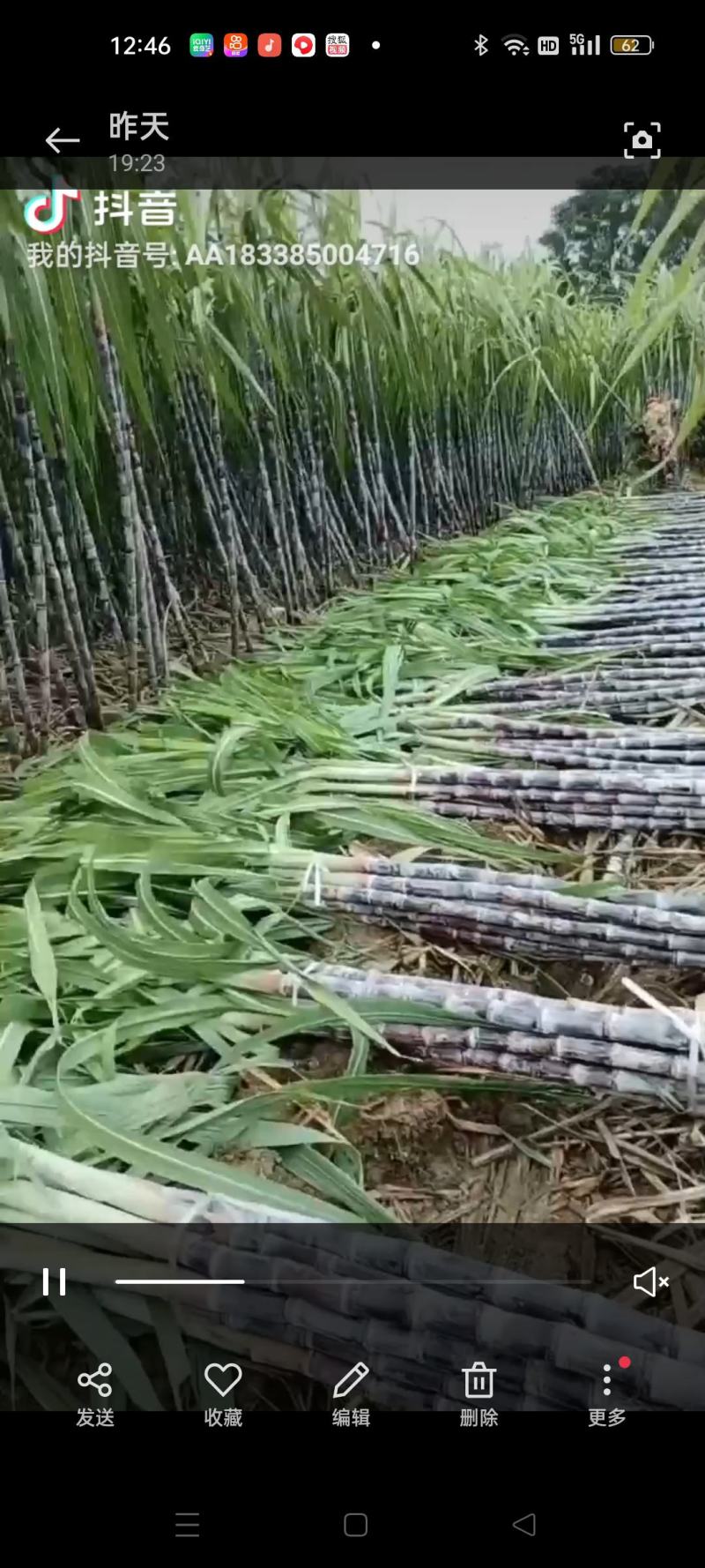 多品种水果甘蔗
