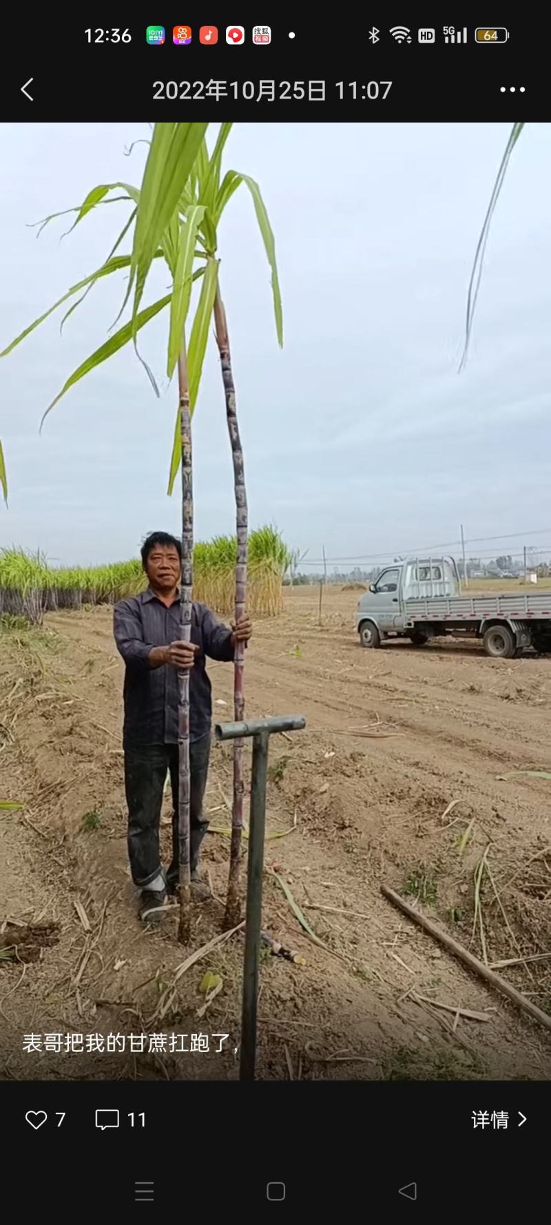 多品种水果甘蔗