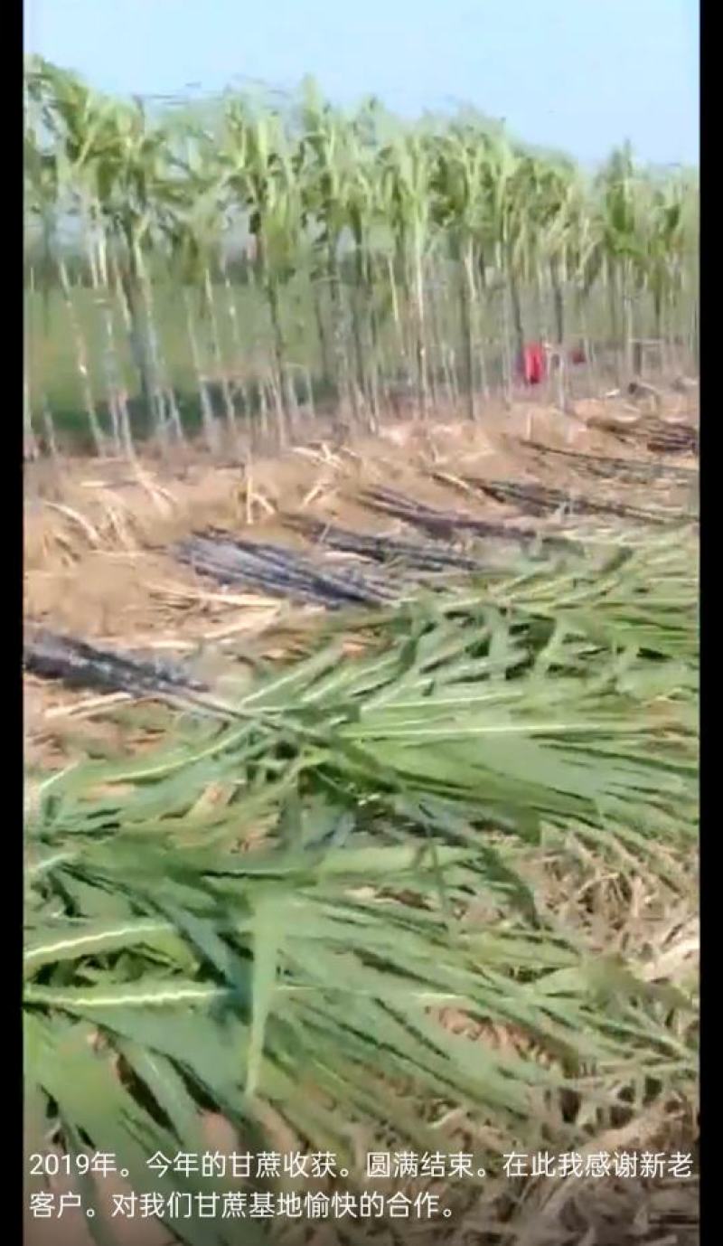 多品种水果甘蔗