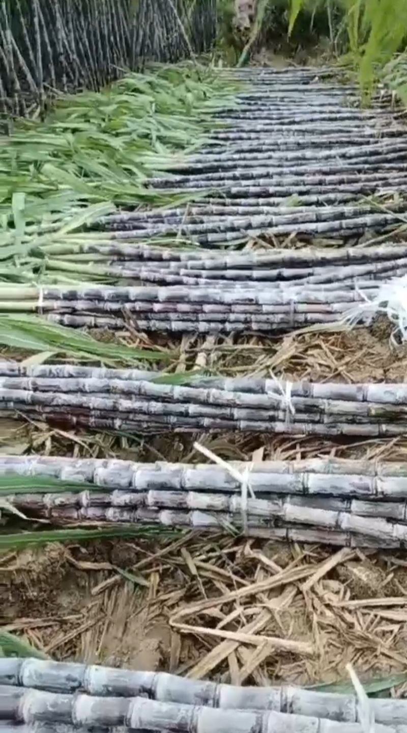 多品种水果甘蔗