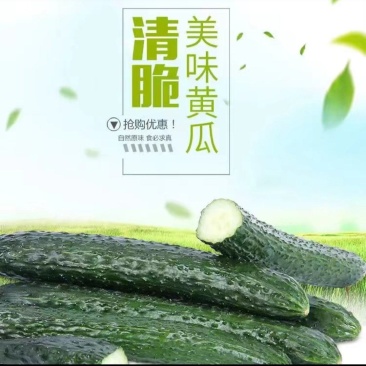 湛江密黄瓜基地现货现发量大从优产地直供欢迎电联采