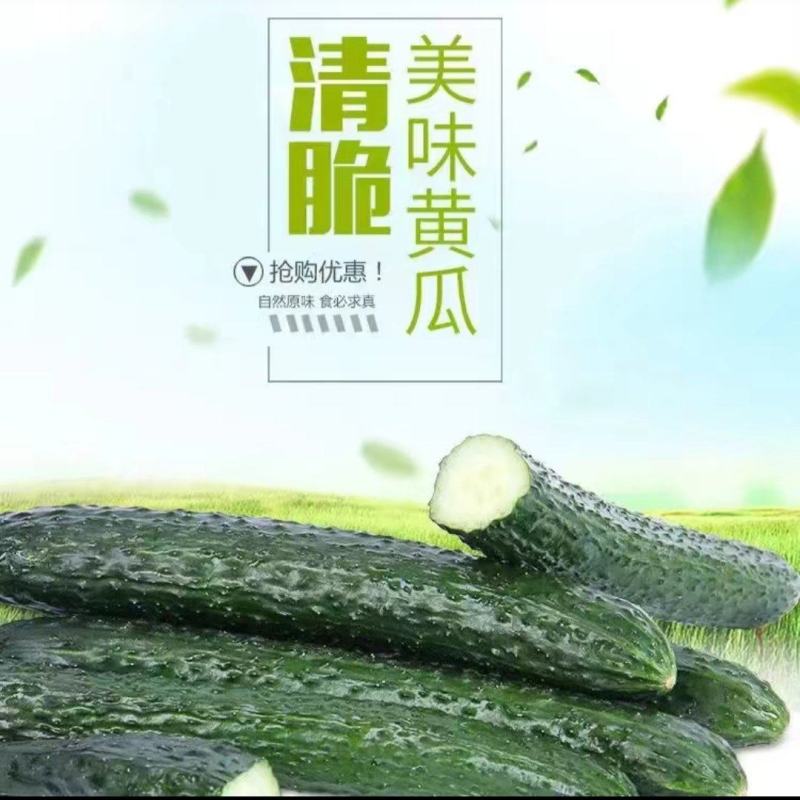 湛江密黄瓜基地现货现发量大从优产地直供欢迎电联采