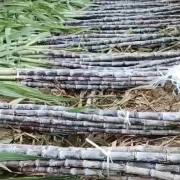 多品种水果甘蔗