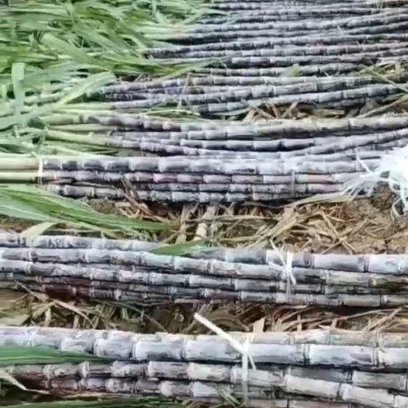 多品种水果甘蔗
