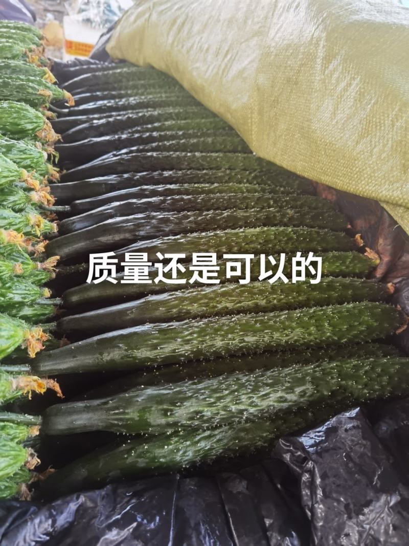 湛江密黄瓜基地现货现发量大从优产地直供欢迎电联采