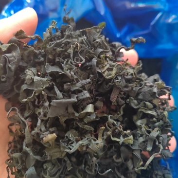 淡干裙带菜厂家赔钱卖吗每吨35000