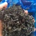 淡干裙带菜厂家赔钱卖吗每吨35000