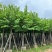 红花紫荊5至20分