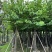 红花紫荊5至20分