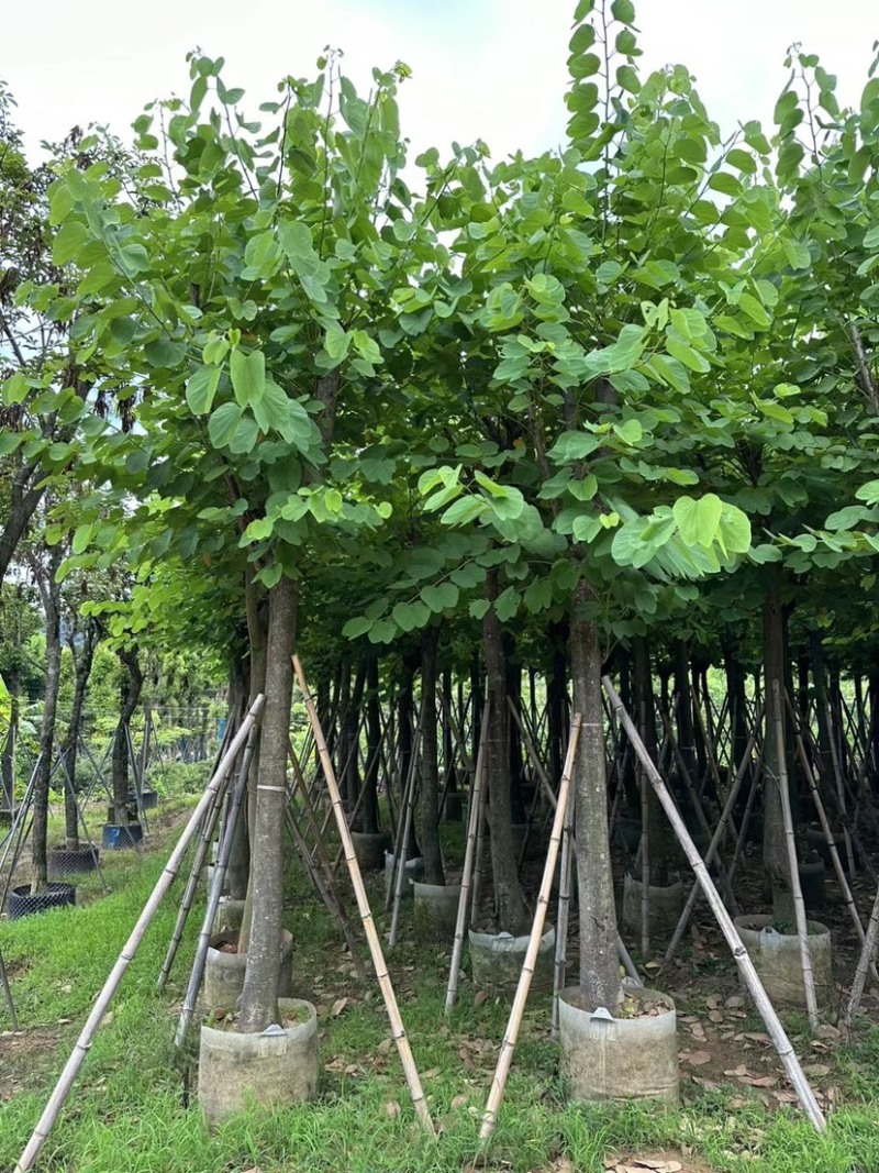 红花紫荊5至20分