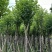 红花紫荊5至20分