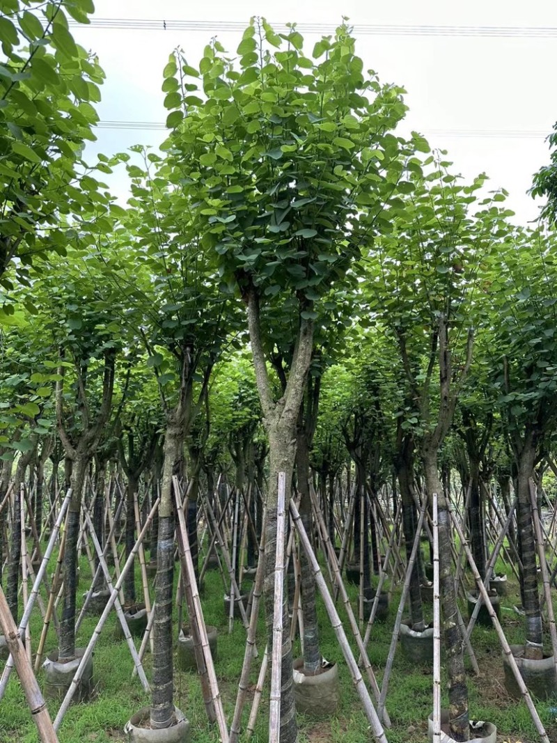 红花紫荊5至20分
