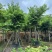 红花紫荊5至20分