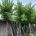 红花紫荊5至20分