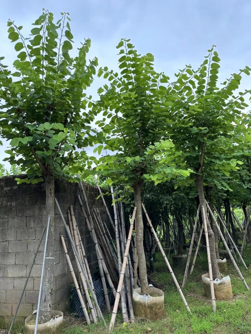红花紫荊5至20分