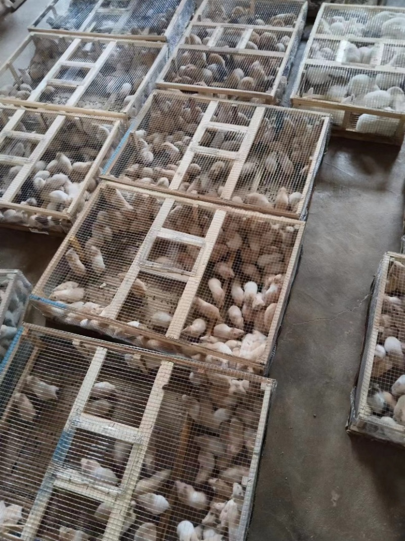 仓鼠宝宝活体批发大量出货品质保证量大从优，240只起批