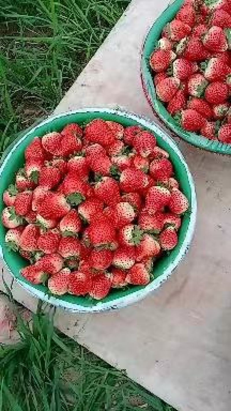 安徽精品奶油草莓基地直发品质保证量大从优欢迎联系