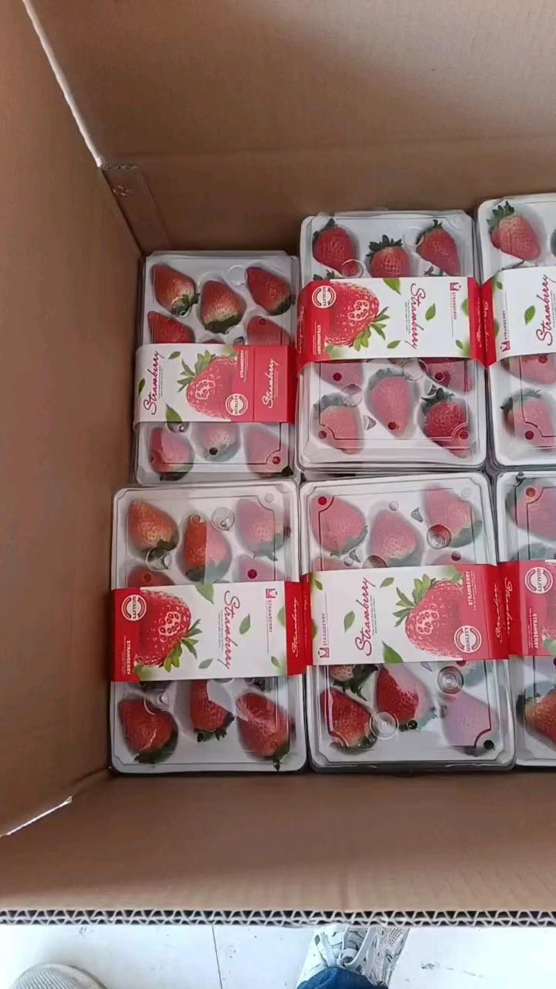 安徽精品奶油草莓基地直发品质保证量大从优欢迎联系