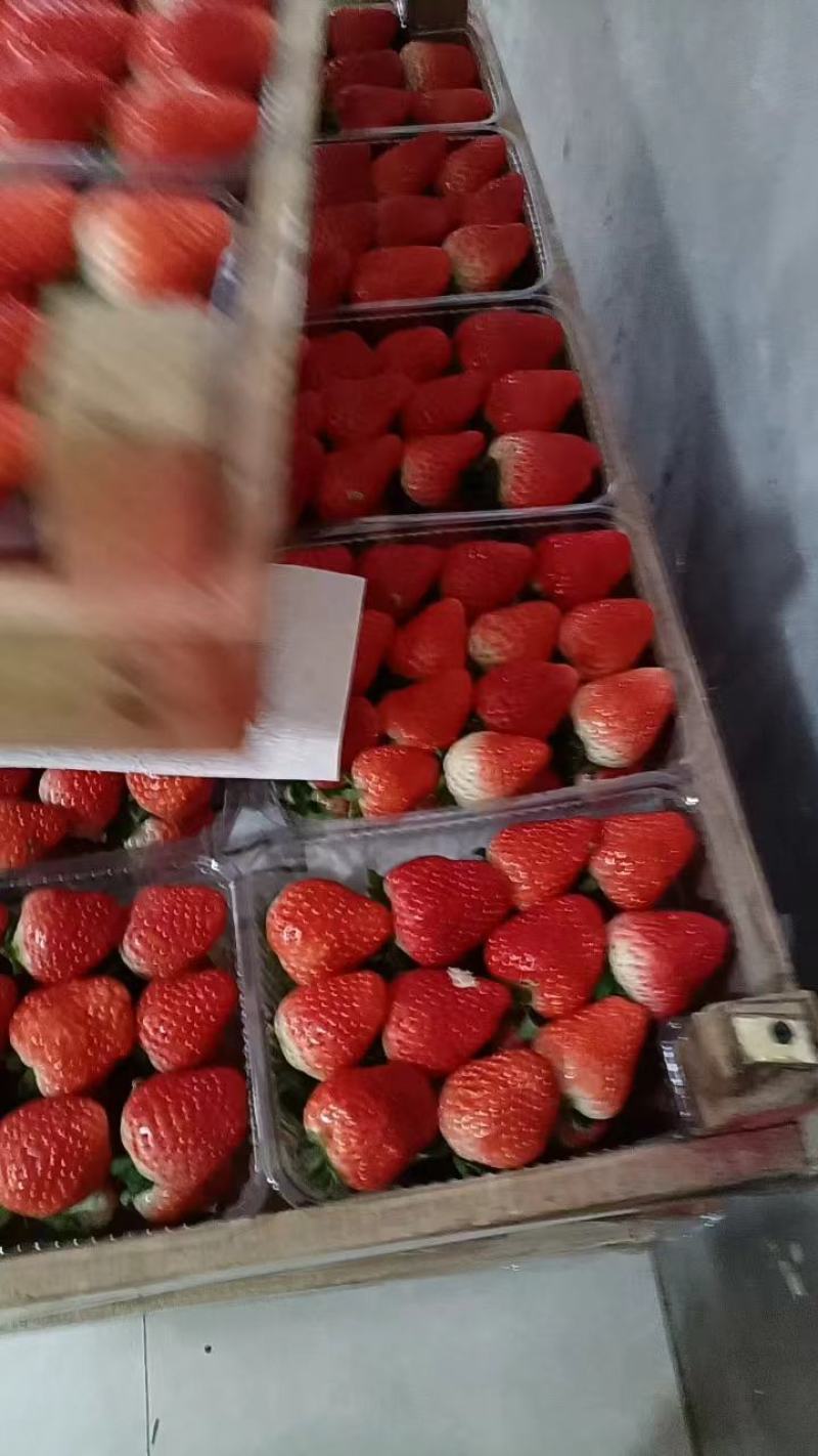 安徽精品奶油草莓基地直发品质保证量大从优欢迎联系