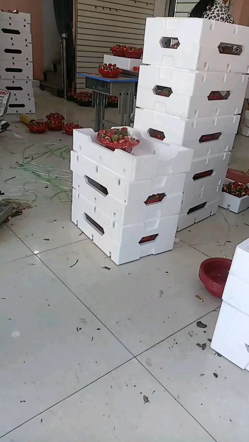 安徽精品奶油草莓基地直发品质保证量大从优欢迎联系